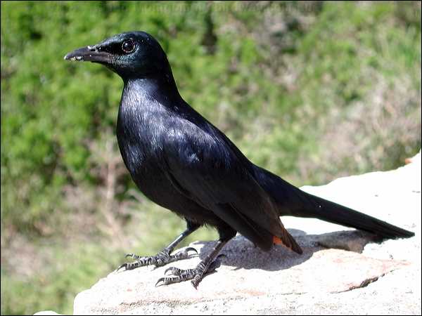 Red-winged Starling red_winged_starling_04406.jpg