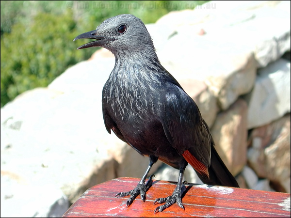 Red-winged Starling red_winged_starling_04410.jpg