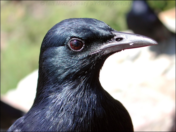 Red-winged Starling red_winged_starling_04412.jpg