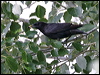 spotless_starling_54120