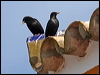Click here to enter gallery and see photos/pictures/images of Spotless Starling