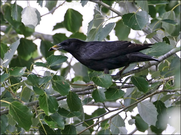 Spotless Starling spotless_starling_54120.jpg