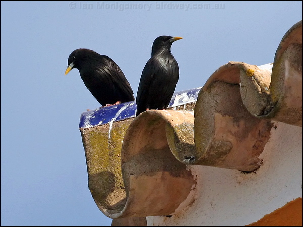 Spotless Starling spotless_starling_54173.jpg