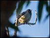 striated_starling_166136