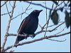 striated_starling_166705