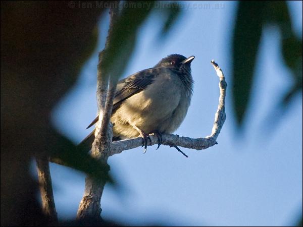 Striated Starling striated_starling_166136.psd