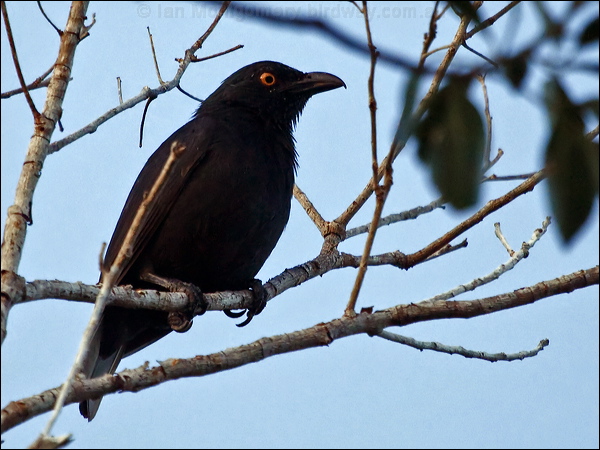 Striated Starling striated_starling_166704.psd