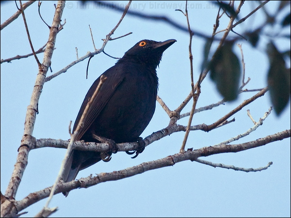 Striated Starling striated_starling_166705.psd
