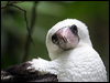 abbotts_booby_39566