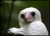 abbotts_booby_39567