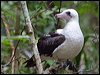 abbotts_booby_39586