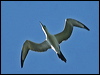 abbotts_booby_40200