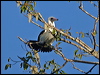 abbotts_booby_40258