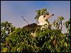 abbotts_booby_40271