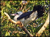 abbotts_booby_40307