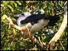 abbotts_booby_40310