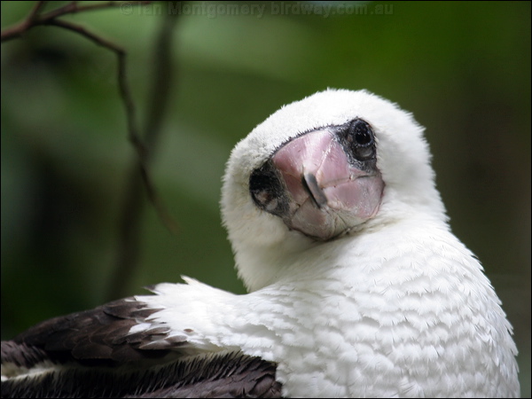 Abbott's Booby abbotts_booby_39566.psd