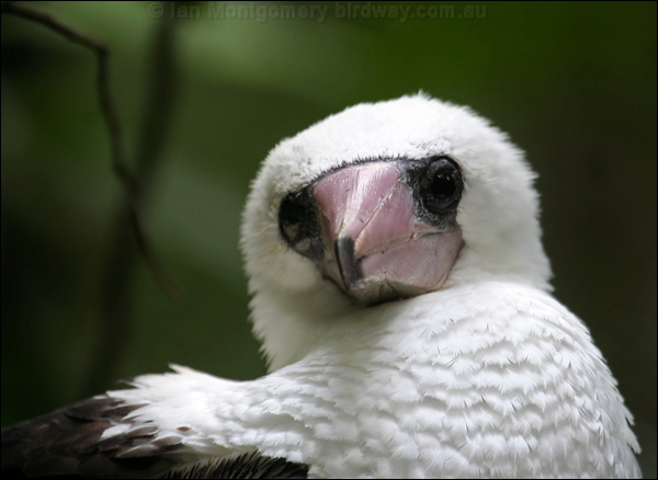 Abbott's Booby abbotts_booby_39567.psd