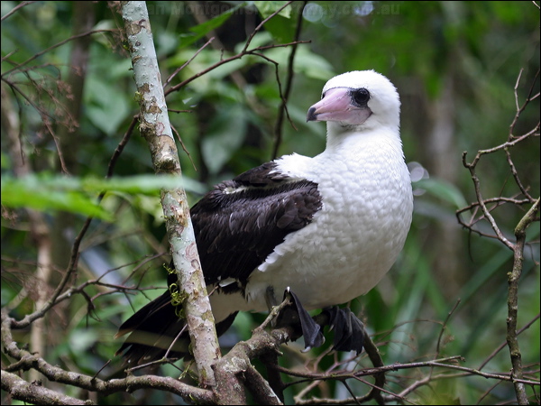 Abbott's Booby abbotts_booby_39573.psd