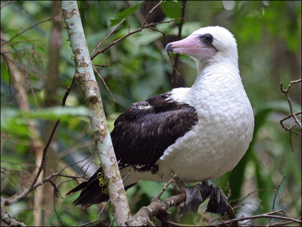 Abbott's Booby abbotts_booby_39586.psd