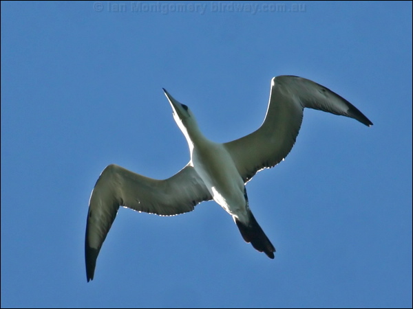 Abbott's Booby abbotts_booby_40200.psd