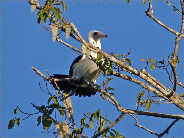Abbott's Booby abbotts_booby_40258.psd
