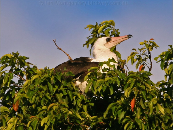 Abbott's Booby abbotts_booby_40271.psd