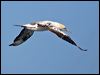 australasian_gannet_43681
