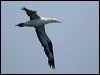 Click here to enter gallery and see photos of Australasian Gannet