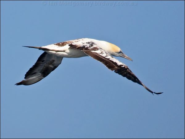 Australasian Gannet australasian_gannet_43681.psd