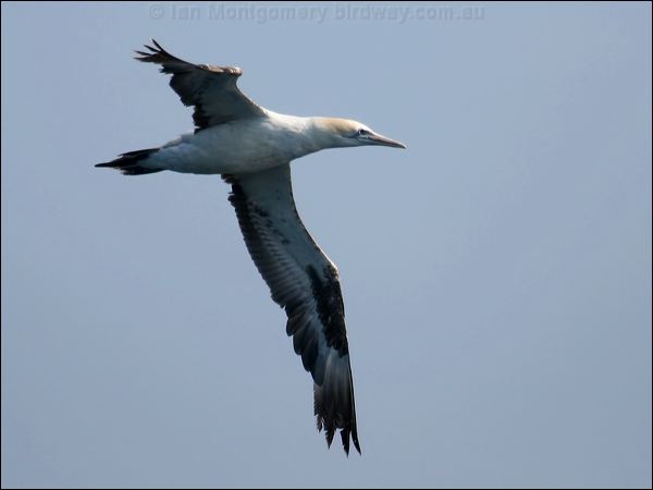 Australasian Gannet australasian_gannet_44270.psd