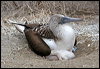 blue_footed_booby_27545