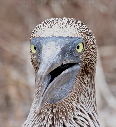 Blue-footed Booby blue_footed_booby_27577.psd