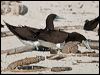 brown_booby_143789