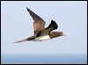 brown_booby_39038