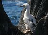 brown_booby_39336