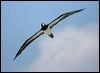 brown_booby_39558