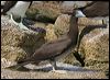 brown_booby_44922