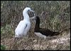 brown_booby_45070