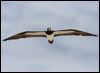 brown_booby_45439