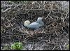 brown_booby_45554