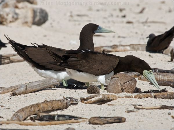 Brown Booby brown_booby_143789.psd
