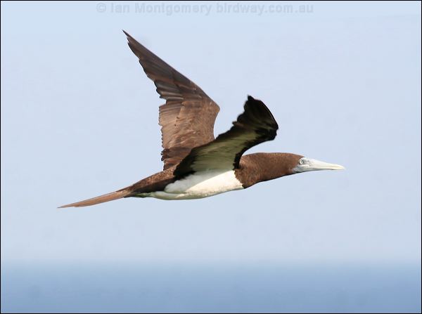 Brown Booby brown_booby_39038.psd