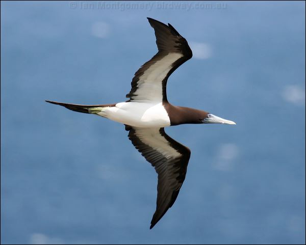 Brown Booby brown_booby_39062.psd