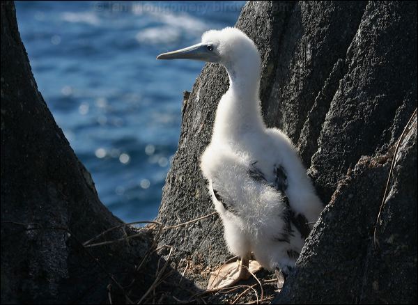Brown Booby brown_booby_39336.psd