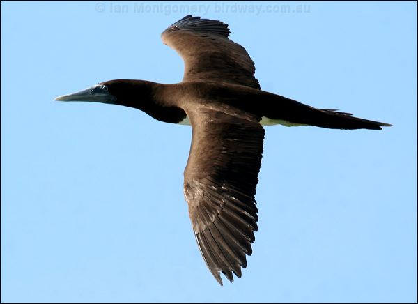 Brown Booby brown_booby_39347.psd