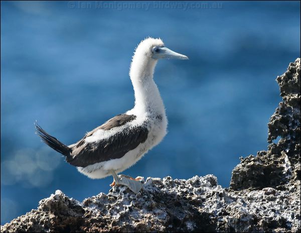 Brown Booby brown_booby_39385.psd