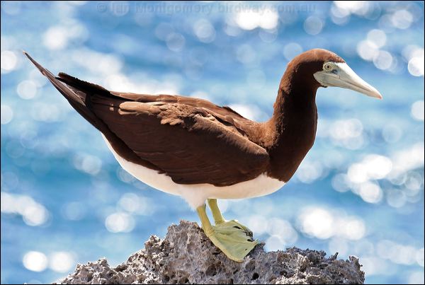 Brown Booby brown_booby_39484.psd