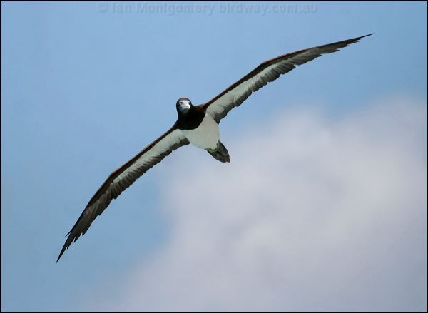 Brown Booby brown_booby_39558.psd