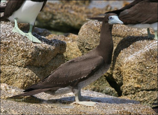 Brown Booby brown_booby_44922.psd